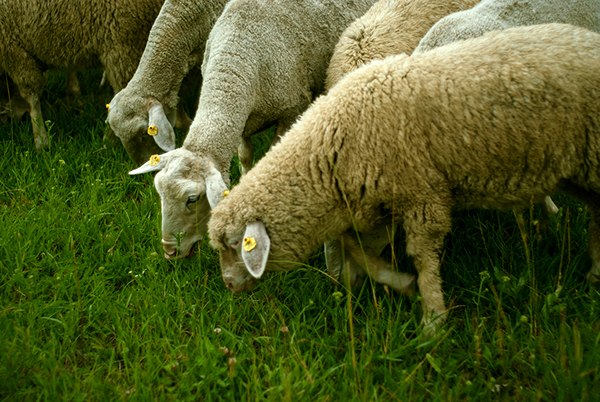 Sheep eating a fresh green grass. Farm animal on the picture