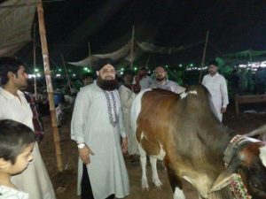 Owais-Raza-Qadri-in-Cow-Mandi-Owais-Raza-Qadri-is-a-Pakistan-most-famous-Naat-khawan-in-cow-mandi-for-purchasing.27771950_2013101505755