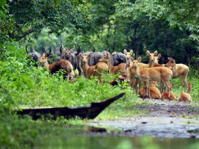 kaziranga-national-park-inundated-by-flood-water_8fb98316-53be-11e6-9aeb-9df9517d5433