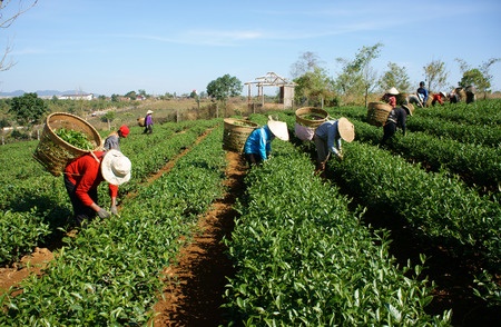 picking-tea-leaves