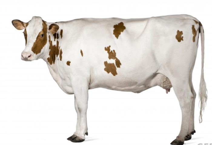 white-and-brown-cow